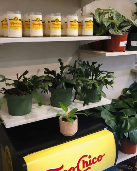 Mint Mojito Topo Chico Candle