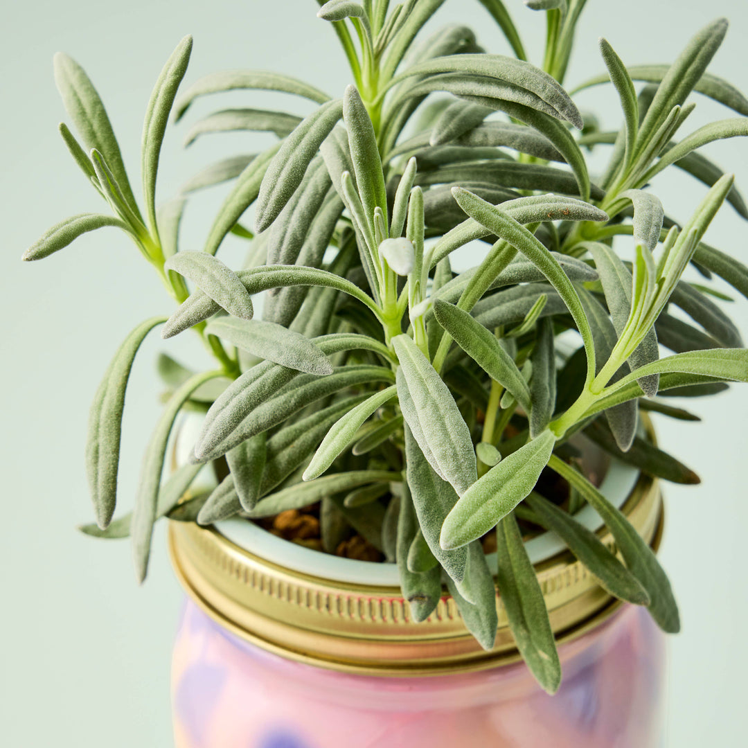 Herb Garden Jar