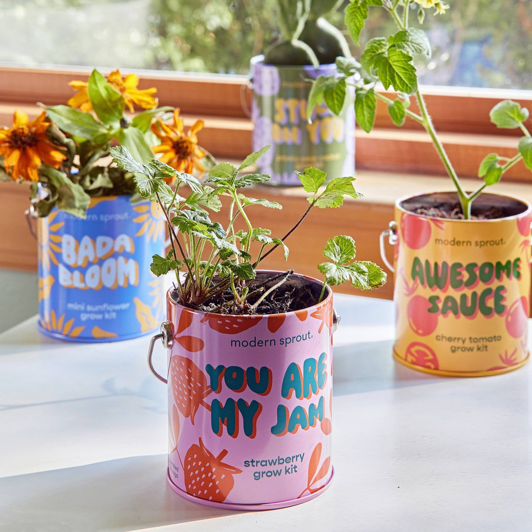 Complimentary Color Grow Kits - Davidson Provision Co.