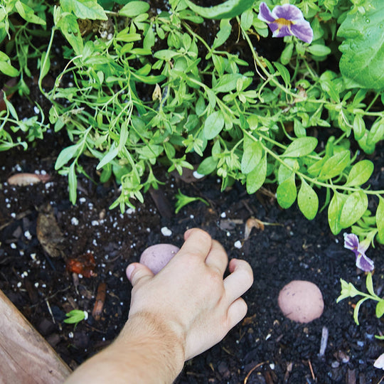 Seed Bomb - Davidson Provision Co.