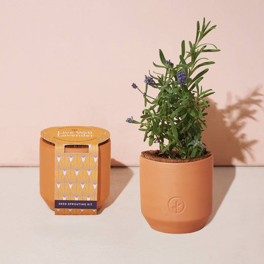 Tiny Terracotta Grow Kits - Davidson Provision Co.