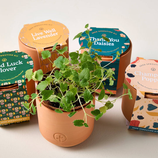 Tiny Terracotta Grow Kits - Davidson Provision Co.