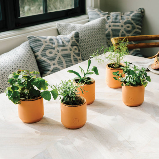 Tiny Terracotta Grow Kits - Davidson Provision Co.