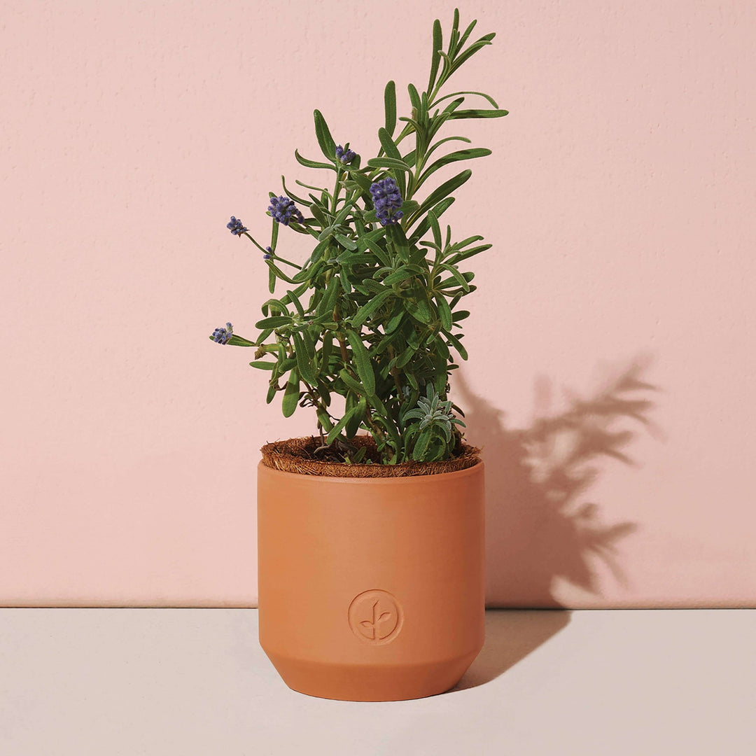 Tiny Terracotta Grow Kits - Davidson Provision Co.