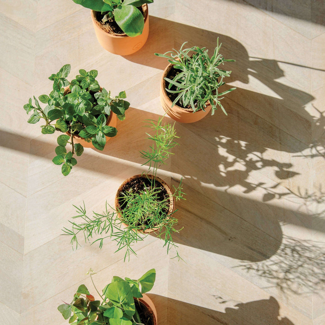 Tiny Terracotta Grow Kits - Davidson Provision Co.